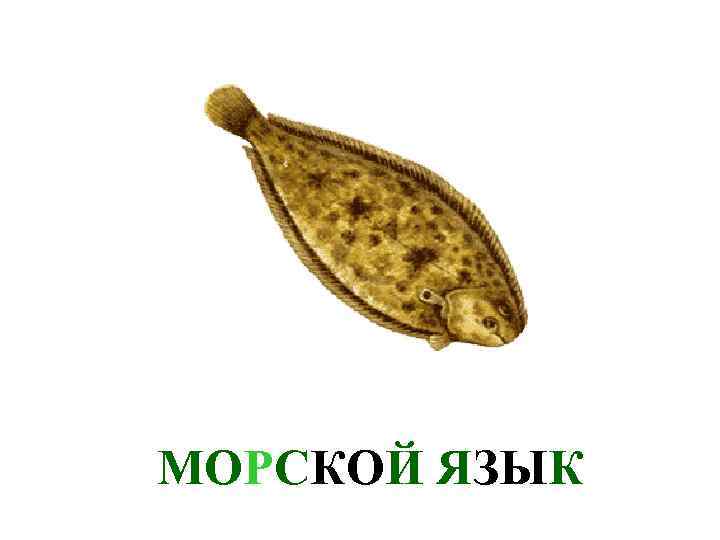 МОРСКОЙ ЯЗЫК 