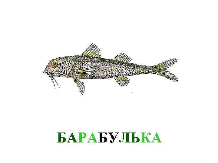 БАРАБУЛЬКА 