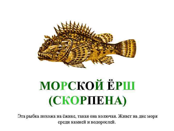 МОРСКОЙ ЁРШ (СКОРПЕНА) Эта рыбка похожа на ёжике, такая она колючая. Живет на дне