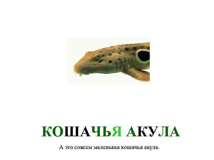 КОШАЧЬЯ АКУЛА А это совсем маленькая кошачья акула. 