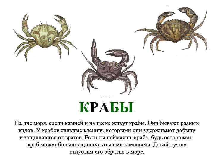 КРАБЫ На дне моря, среди камней и на песке живут крабы. Они бывают разных