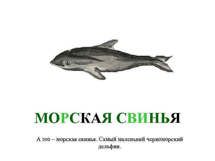 МОРСКАЯ СВИНЬЯ А это – морская свинья. Самый маленький черноморский дельфин. 