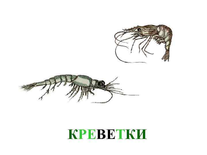 КРЕВЕТКИ 