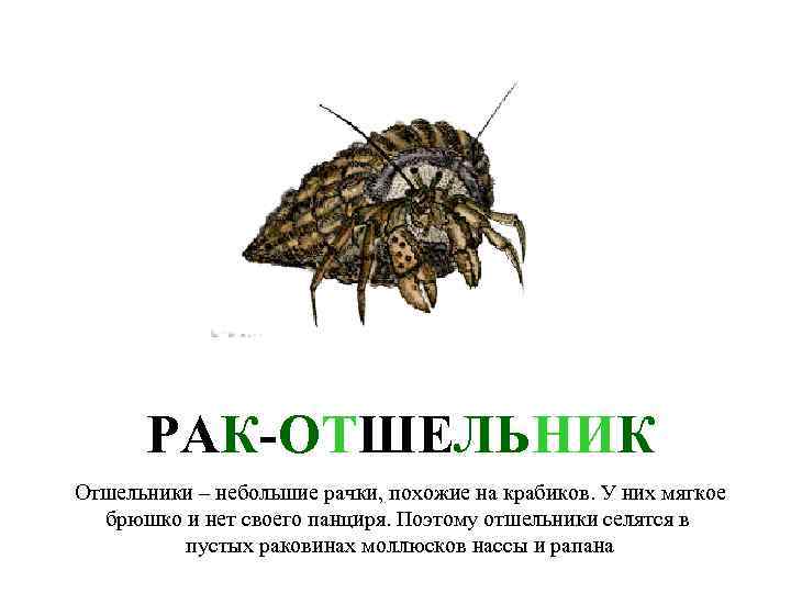 РАК-ОТШЕЛЬНИК Отшельники – небольшие рачки, похожие на крабиков. У них мягкое брюшко и нет