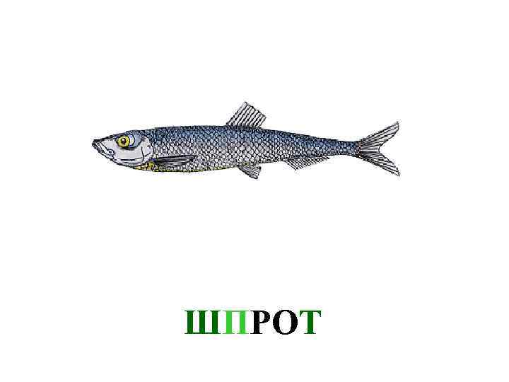 ШПРОТ 