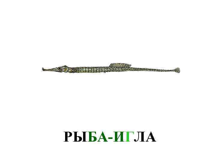 Рыба игла рисунок