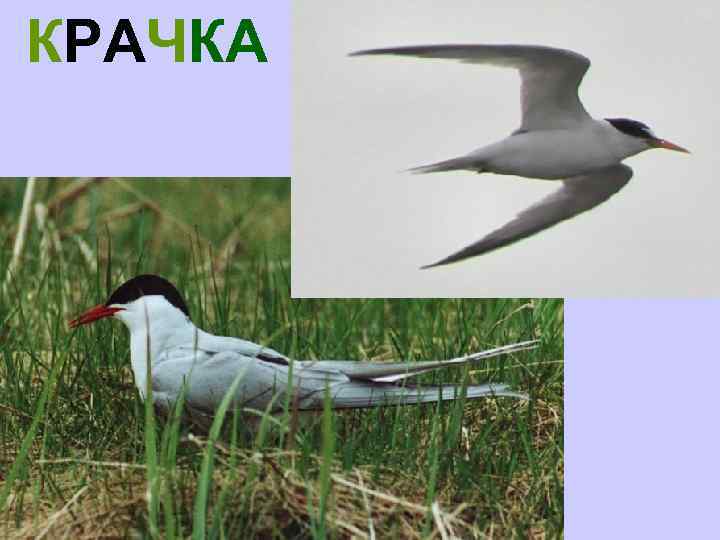 КРАЧКА 