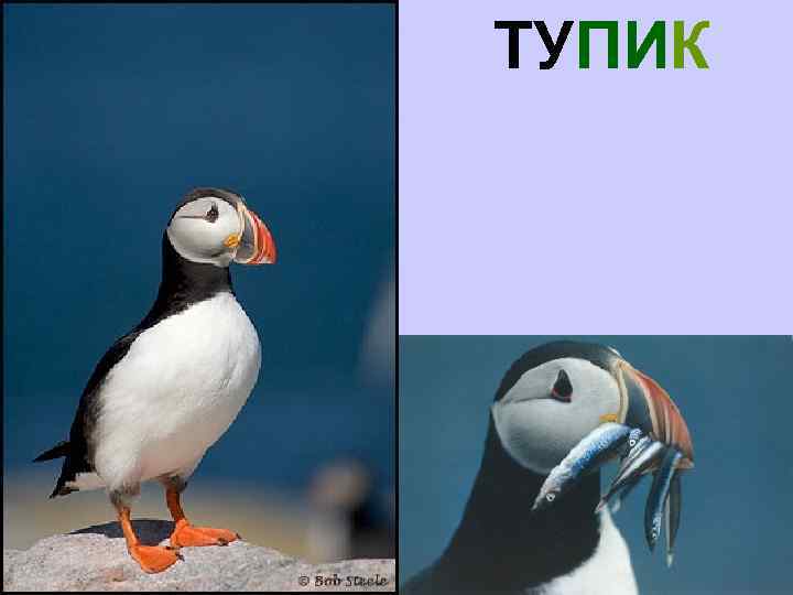 ТУПИК 