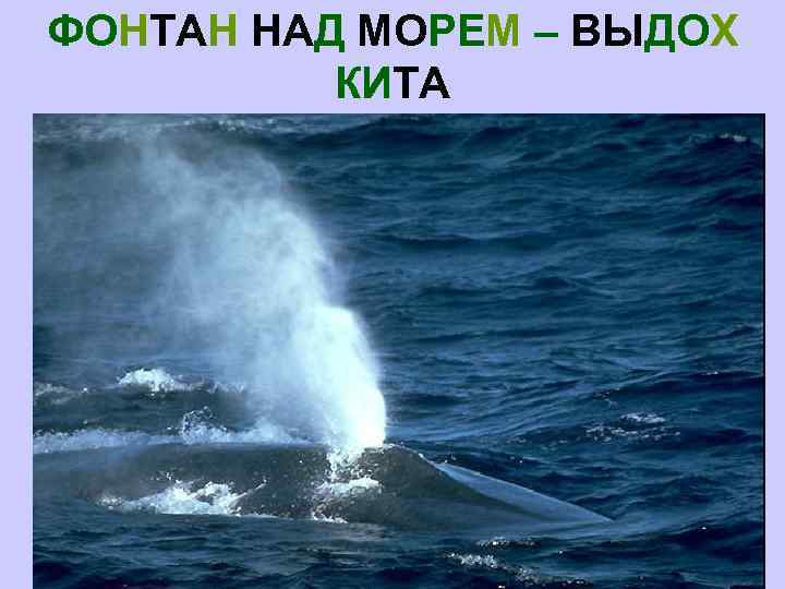 ФОНТАН НАД МОРЕМ – ВЫДОХ КИТА 