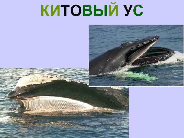 КИТОВЫЙ УС 