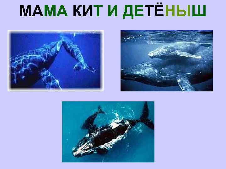 МАМА КИТ И ДЕТЁНЫШ 