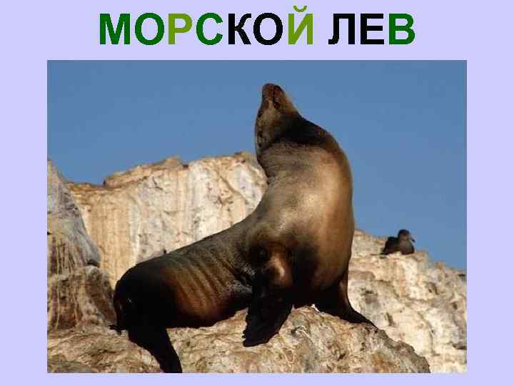 МОРСКОЙ ЛЕВ 