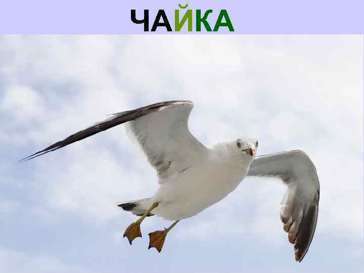 ЧАЙКА 