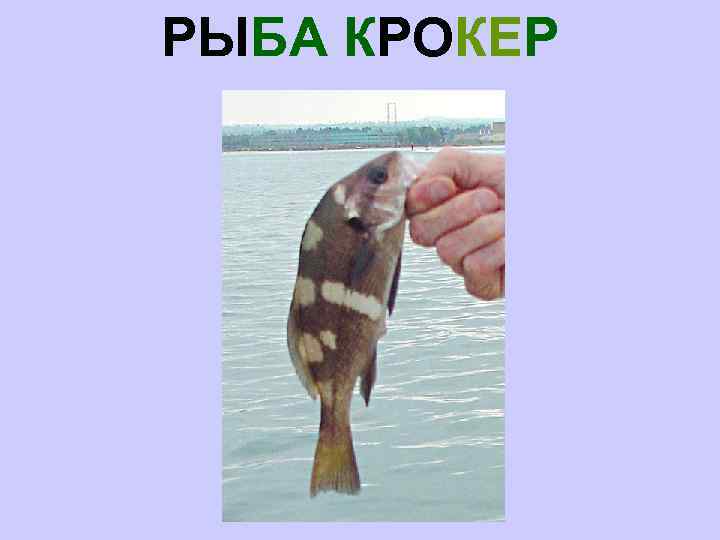 РЫБА КРОКЕР 