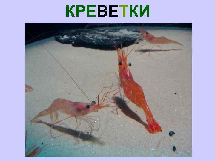 КРЕВЕТКИ 