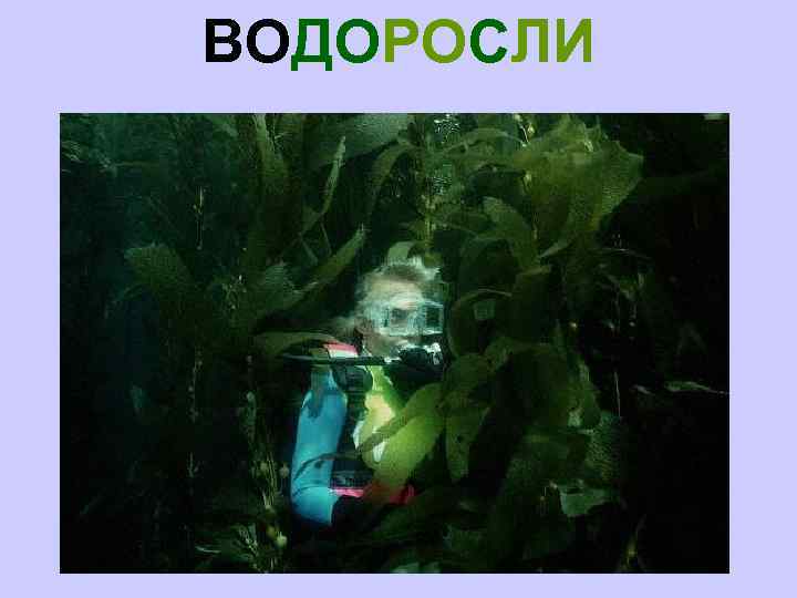 ВОДОРОСЛИ 