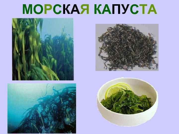 МОРСКАЯ КАПУСТА 