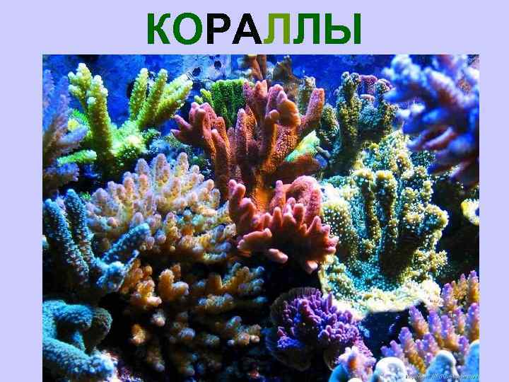 КОРАЛЛЫ 