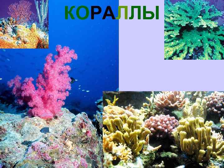 КОРАЛЛЫ 