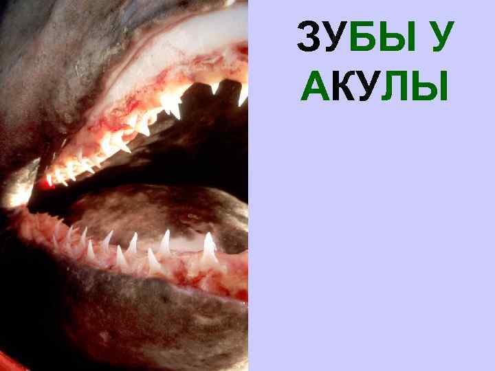 ЗУБЫ У АКУЛЫ 