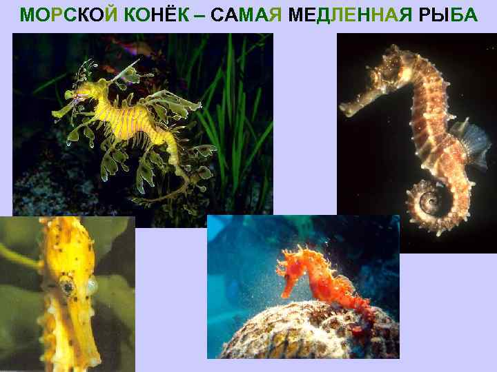 МОРСКОЙ КОНЁК – САМАЯ МЕДЛЕННАЯ РЫБА 