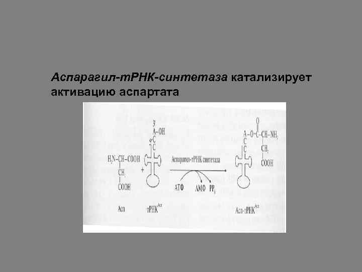 Аспарагил-т. РНК-синтетаза катализирует активацию аспартата 