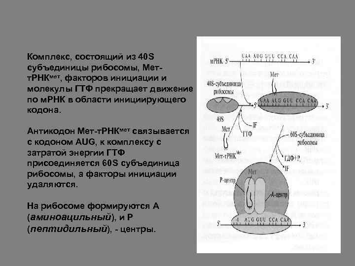 Комплекс, состоящий из 40 S субъединицы рибосомы, Метт. РНКмет, факторов инициации и молекулы ГТФ