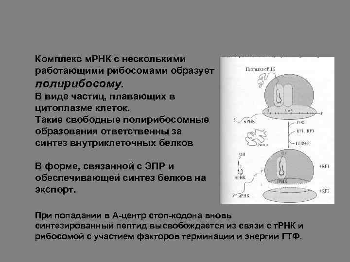 Комплекс м. РНК с несколькими работающими рибосомами образует полирибосому. В виде частиц, плавающих в