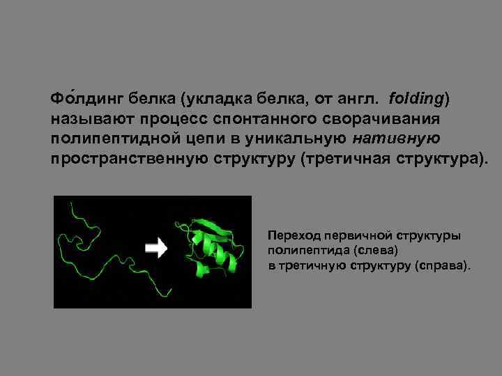 Фо лдинг белка (укладка белка, от англ. folding) называют процесс спонтанного сворачивания полипептидной цепи