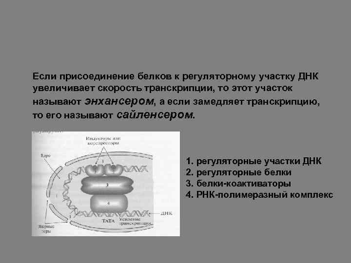 Если присоединение белков к регуляторному участку ДНК увеличивает скорость транскрипции, то этот участок называют