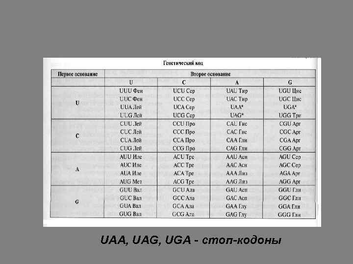 UAA, UAG, UGA - стоп-кодоны 