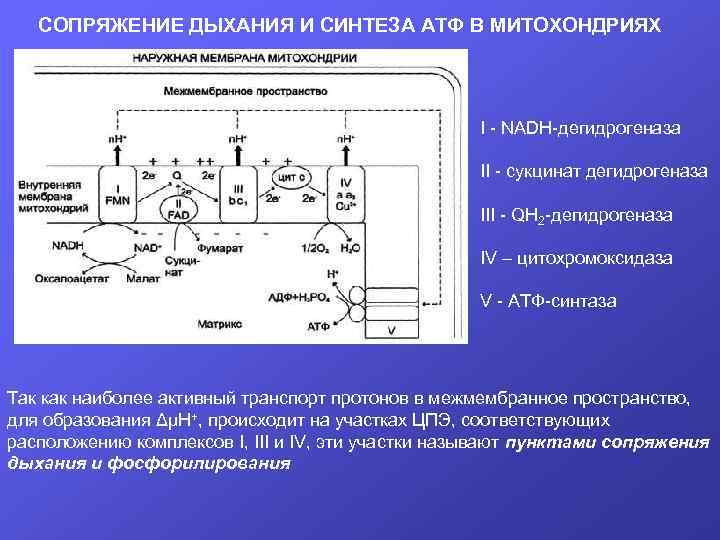 СОПРЯЖЕНИЕ ДЫХАНИЯ И СИНТЕЗА АТФ В МИТОХОНДРИЯХ I - NADH-дегидрогеназа II - сукцинат дегидрогеназа