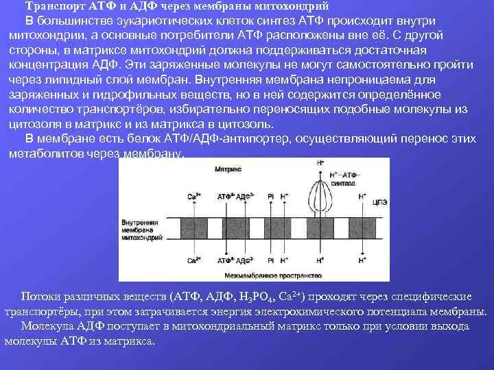 Атф в клетках эукариот образуются. Транспорт АТФ И АДФ через мембраны митохондрий. Транспорт АТФ И АДФ через мембраны митохондрий биохимия. Мембранный транспорт АДФ АТФ. АДФ АТФ митохондрии.