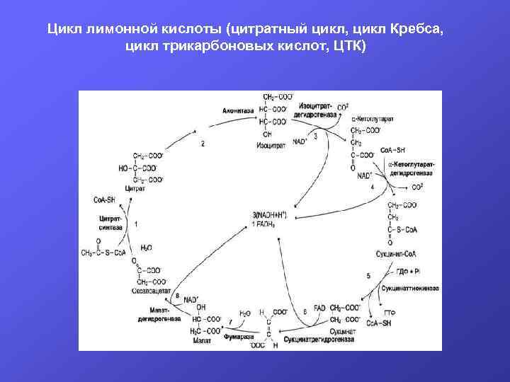 Цитратный цикл. Цикл трикарбоновых кислот цикл Кребса. Цитратный цикл Кребса. ЦТК цитратный цикл. Схема цитратного цикла биохимия.