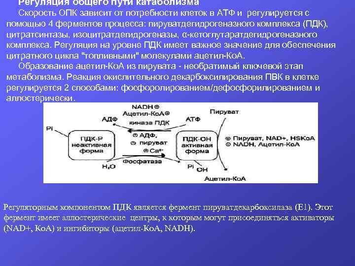 Схема опк биохимия