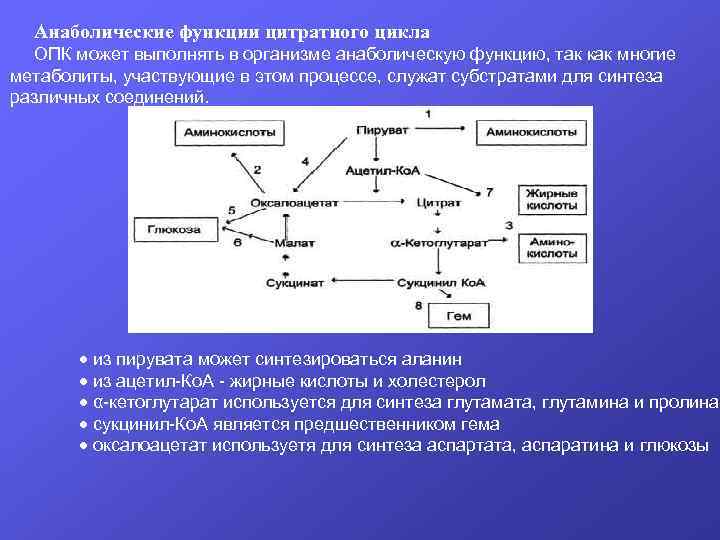 Цитратный цикл. Анаболические и Анаплеротические функции цитратного цикла.. Цитратный цикл реакции.