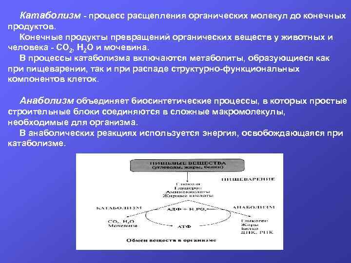 Молекулярные процессы расщепления презентация 11 класс биология