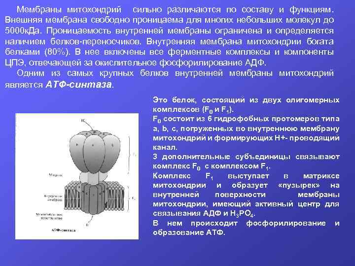 Проводящий канал. Нарушение проницаемости внутренней мембраны митохондрий вызывает. Проницаемость внутренней мембраны митохондрии. Внутренняя и наружная мембрана митохондрий проницаемость. Внутренняя мембрана.