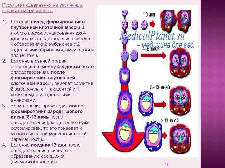 Результат сдваивания на различных стадиях эмбриогенеза: 1. Деление перед формированием внутренней клеточной массы и