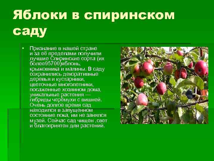 Яблоки в спиринском саду § Признание в нашей стране и за её пределами получили