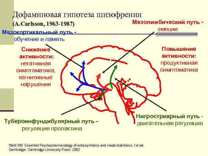 Дофаминовая гипотеза шизофрении (А. Carlsson, 1963 -1987) Мезокортикальный путь обучение и память Мезолимбический путь