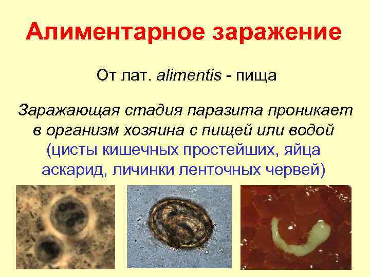 Паразитология картинки для презентации