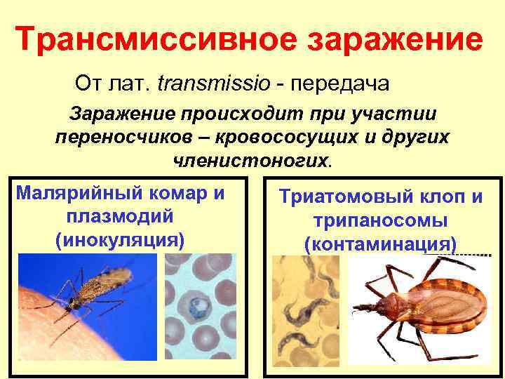 Трансмиссивное заражение От лат. transmissio - передача Заражение происходит при участии переносчиков – кровососущих