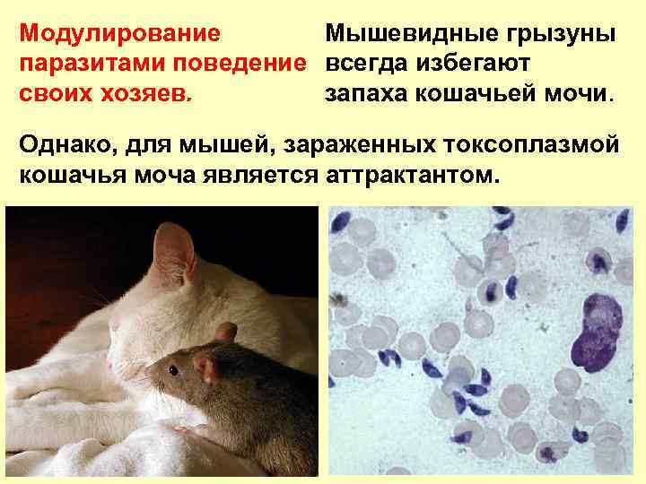 Модулирование Мышевидные грызуны паразитами поведение всегда избегают своих хозяев. запаха кошачьей мочи. Однако, для