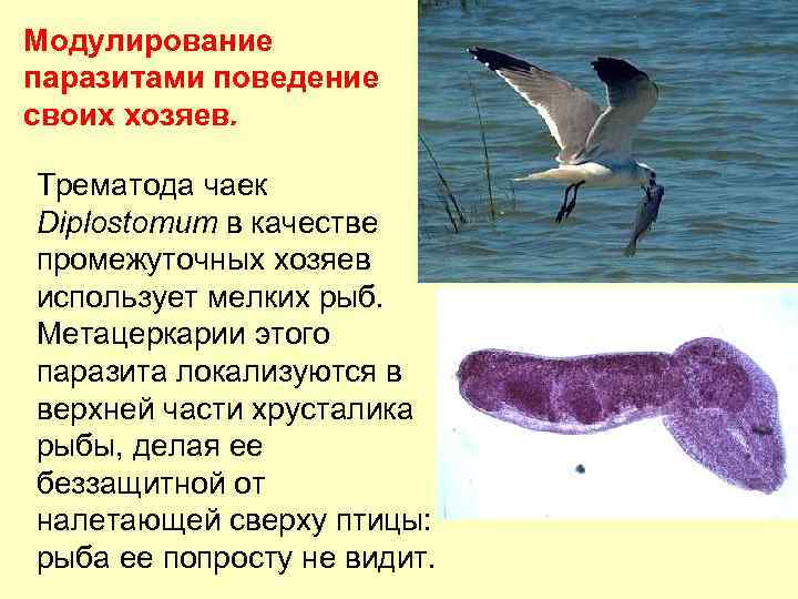 Модулирование паразитами поведение своих хозяев. Трематода чаек Diplostomum в качестве промежуточных хозяев использует мелких
