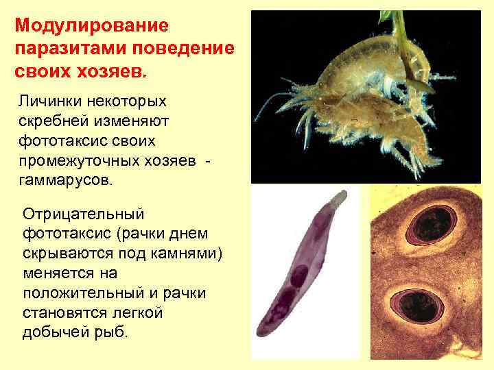 Модулирование паразитами поведение своих хозяев. Личинки некоторых скребней изменяют фототаксис своих промежуточных хозяев -
