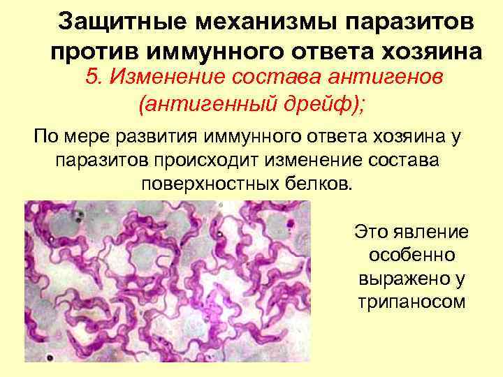 Защитные механизмы паразитов против иммунного ответа хозяина 5. Изменение состава антигенов (антигенный дрейф); По