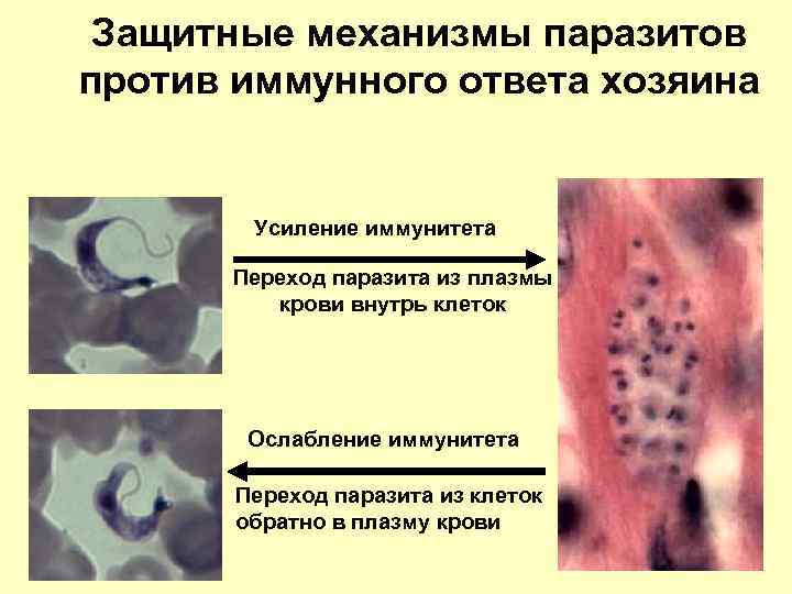 Защитные механизмы паразитов против иммунного ответа хозяина Усиление иммунитета Переход паразита из плазмы крови