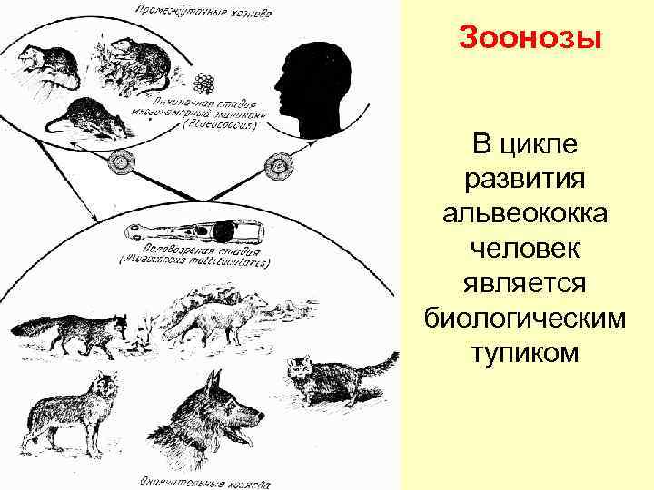 Зоонозы В цикле развития альвеококка человек является биологическим тупиком 