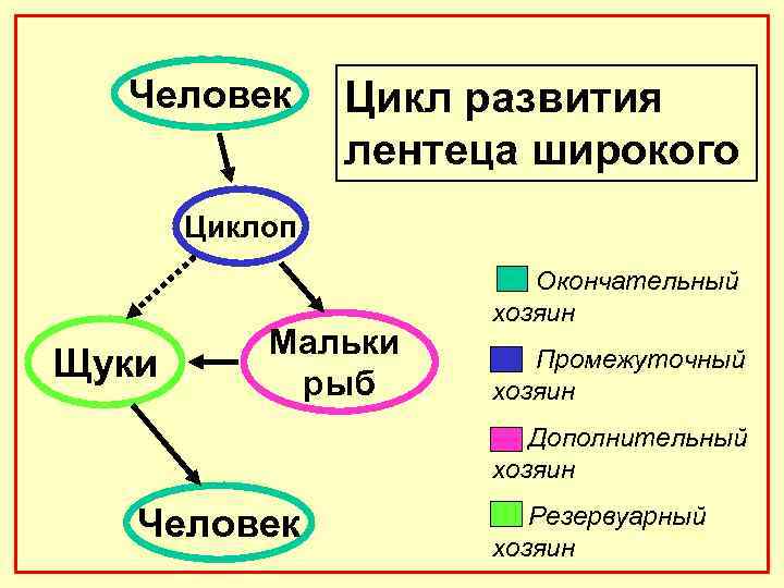 Человеческий цикл. Дополнительный хозяин это.